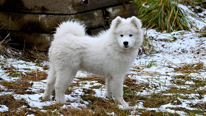Photo : chien adulte de race Samoyède