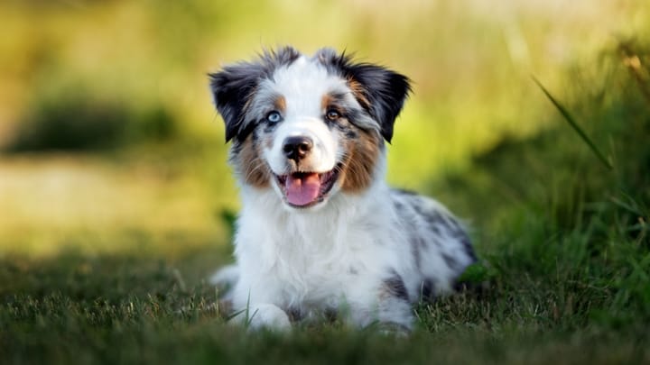 Foto: volwassen hond ras Miniature American Shepherd