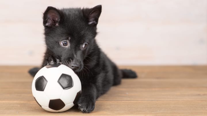 Foto: erwachsener Hund der Rasse Schipperke