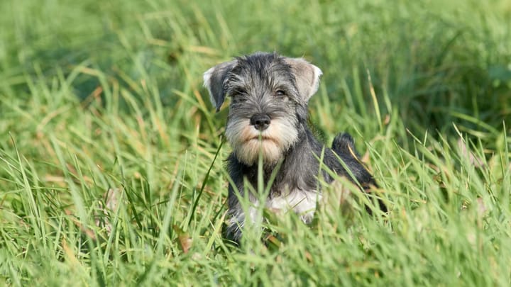 Photo : chien adulte de race Schnauzer