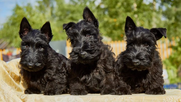 Photo : chien adulte de race Scottish Terrier