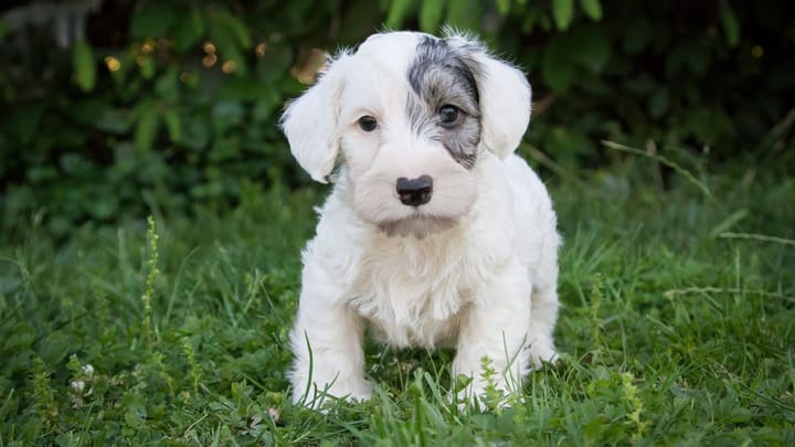 Zdjęcie: dorosły pies rasa Sealyham terrier