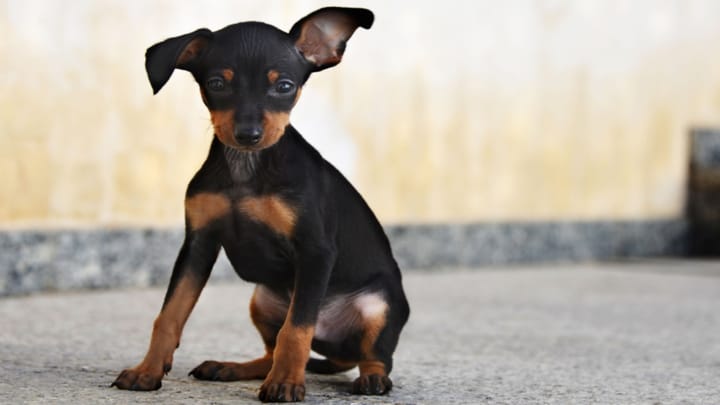 Foto: cane adulto di razza Cane ratto di Praga