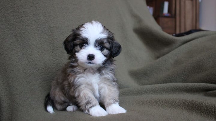 Foto: erwachsener Hund der Rasse Shih Poo: Shih Tzu-Pudel-Mix