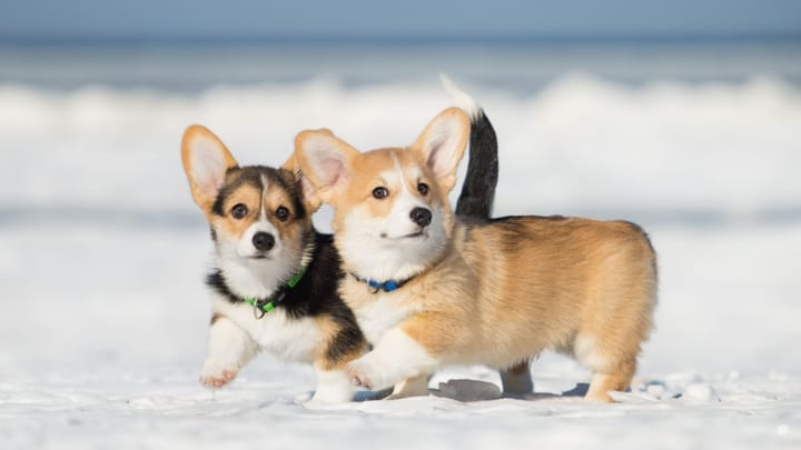 Foto: erwachsener Hund der Rasse Corgi