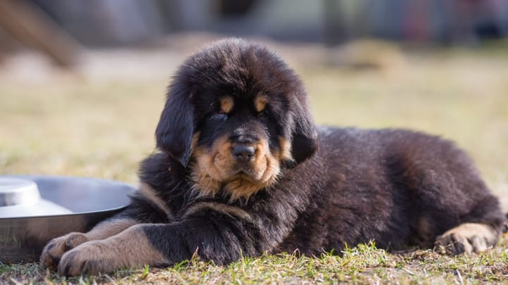 Photo : chien adulte de race Dogue du Tibet