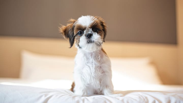 Foto: cane adulto di razza Shih Tzu