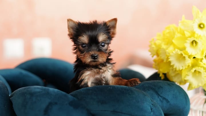 Foto: erwachsener Hund der Rasse Yorkshire Terrier