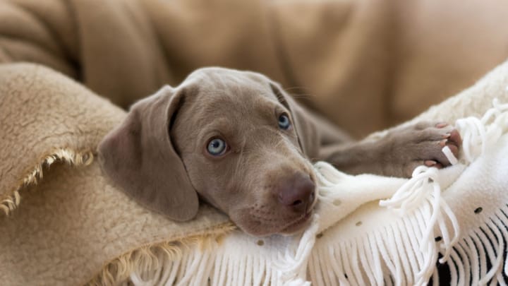 Photo : chien adulte de race Braque de Weimar
