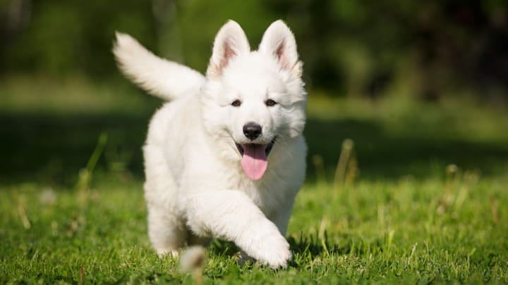 Photo: adult dog of White Swiss Shepherd Dog breed