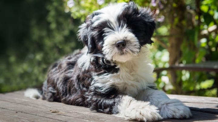 Photo : chien adulte de race Terrier tibétain
