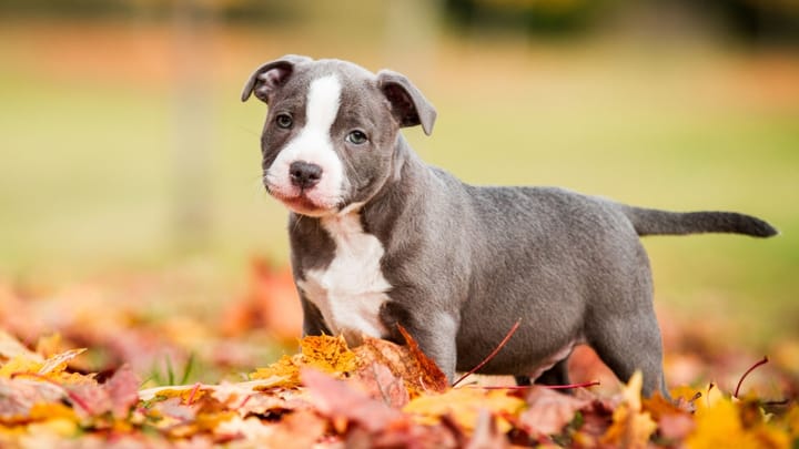 Foto: erwachsener Hund der Rasse Staffordshire Bullterrier