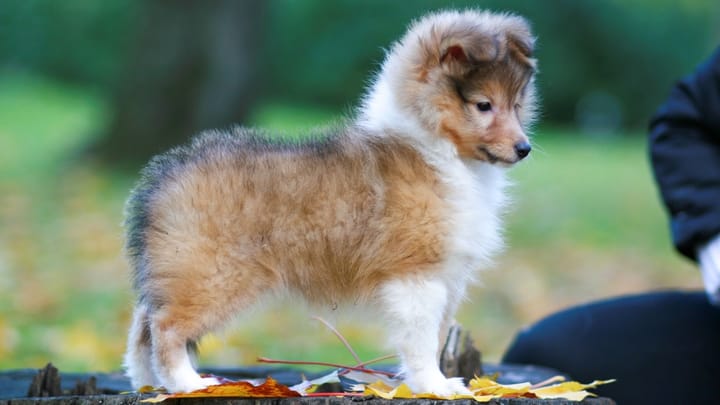 Foto: erwachsener Hund der Rasse Sheltie