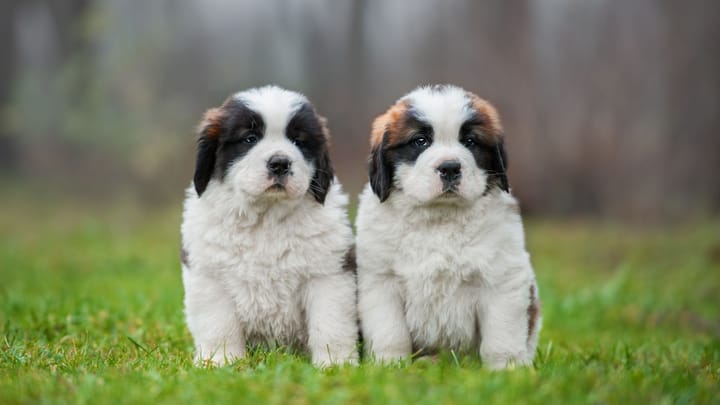 Foto: erwachsener Hund der Rasse Bernhardiner