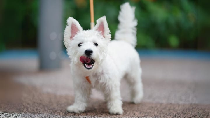 Photo : chien adulte de race West Highland White Terrier