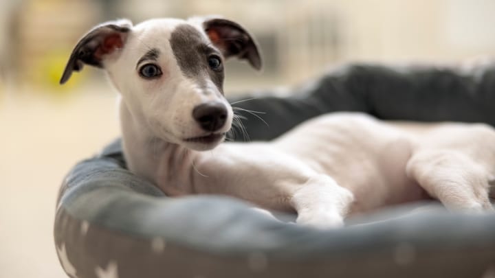 Foto: volwassen hond ras Whippet