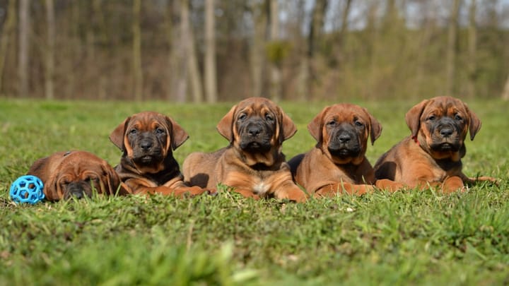 Foto: erwachsener Hund der Rasse Tosa Inu