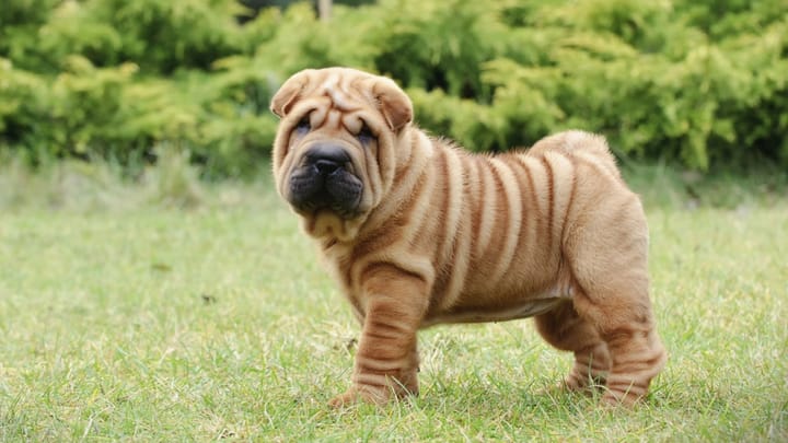 Photo : chien adulte de race Shar Pei