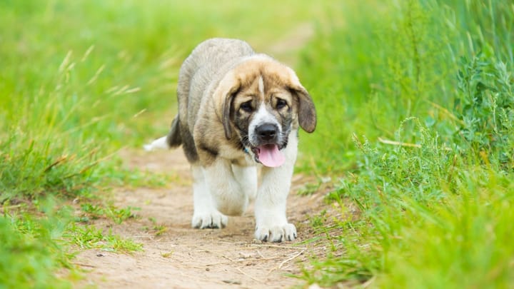Photo : chien adulte de race Mâtin espagnol
