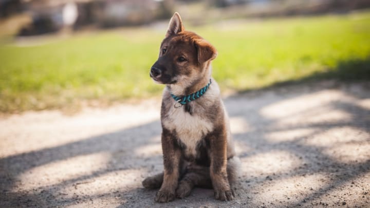 Photo : chien adulte de race Shikoku