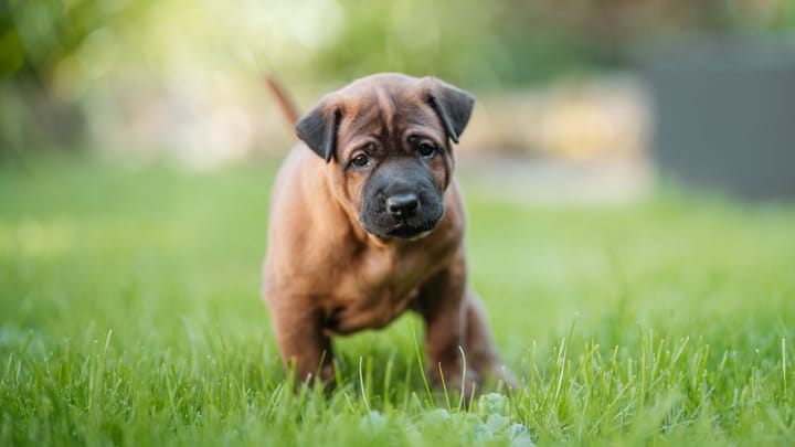 Photo : chien adulte de race Chien thaïlandais