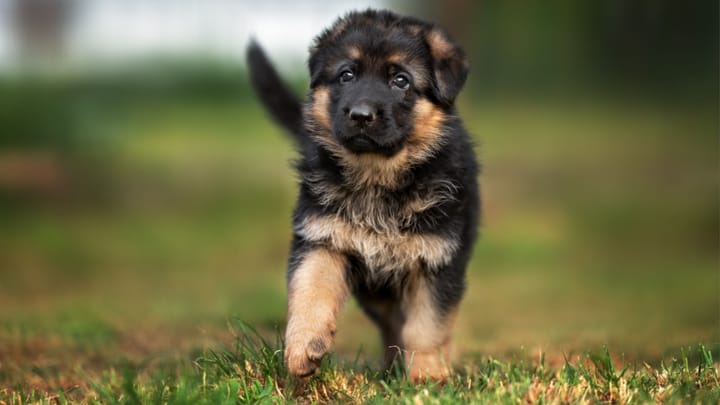 Foto: erwachsener Hund der Rasse Deutscher Schäferhund