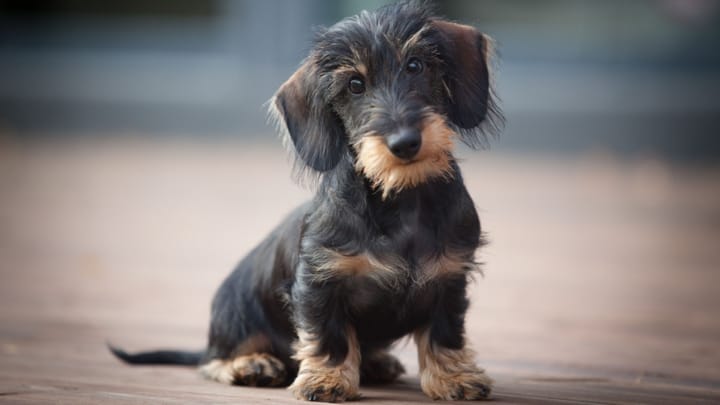 Foto: volwassen hond ras Teckel