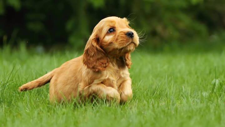 Foto: erwachsener Hund der Rasse Cocker Spaniel