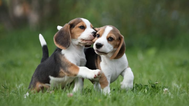 Foto: volwassen hond ras Beagle
