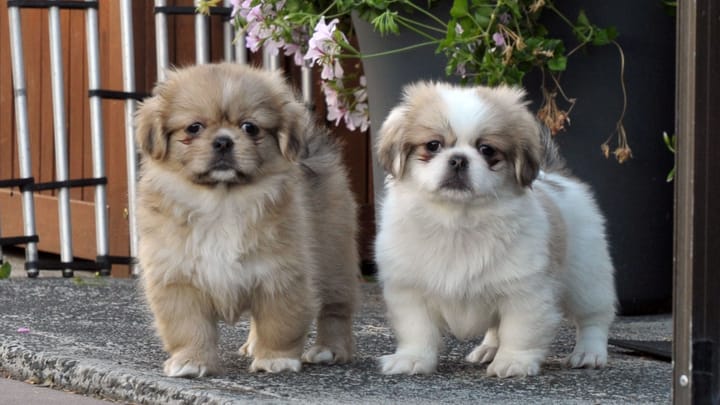 Photo : chien adulte de race Épagneul tibétain