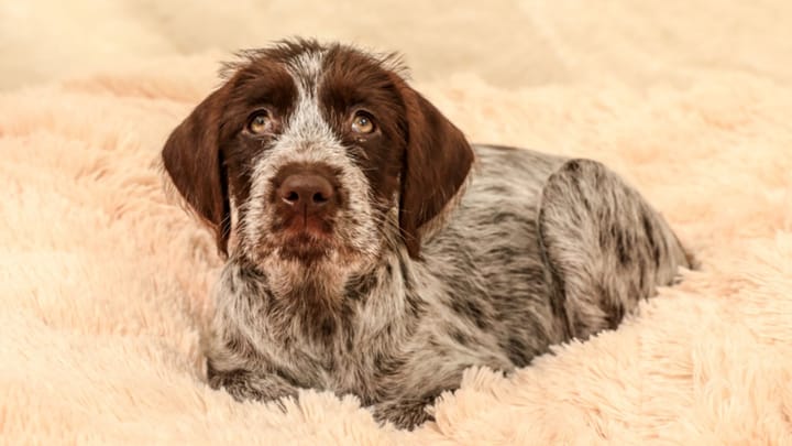 Photo : chien adulte de race Griffon à poil dur Korthals