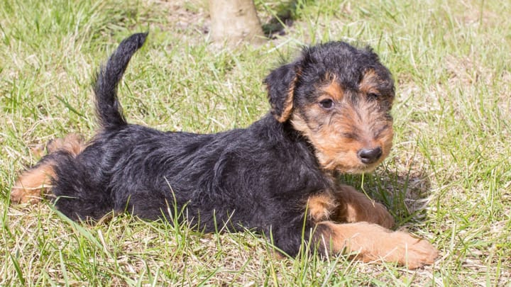 Foto: volwassen hond ras Welsh Terrier