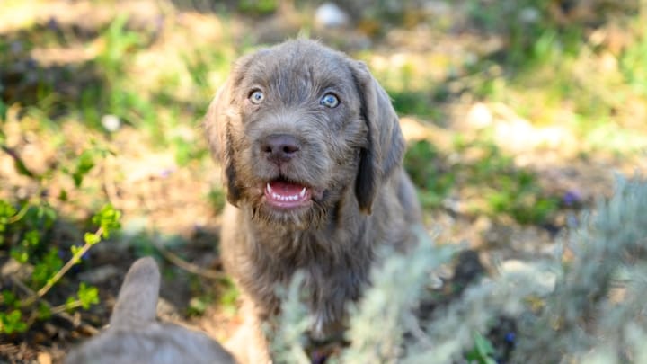 Photo : chien adulte de race Braque slovaque à poil dur