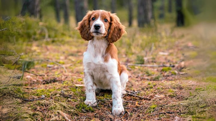 Foto: volwassen hond ras Welsh Springer Spaniel