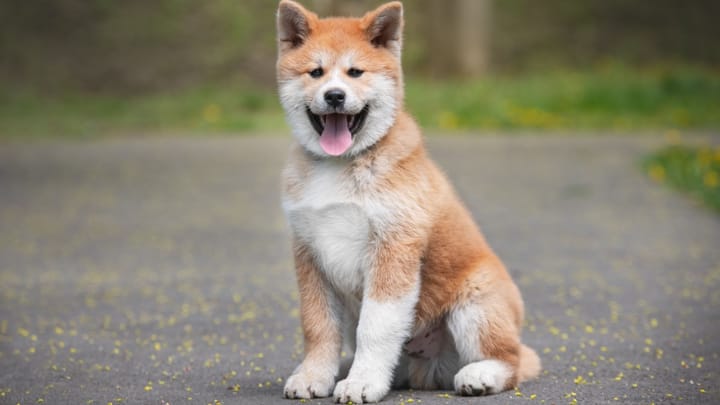 Foto: erwachsener Hund der Rasse Akita Inu
