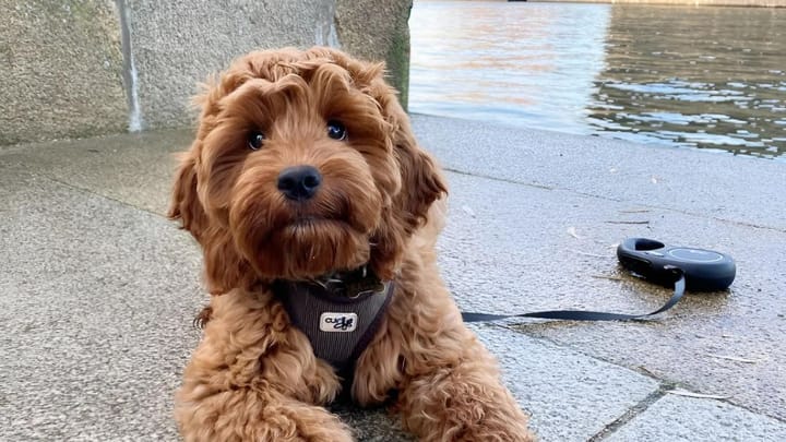 Photo : chien adulte de race Cockapoo