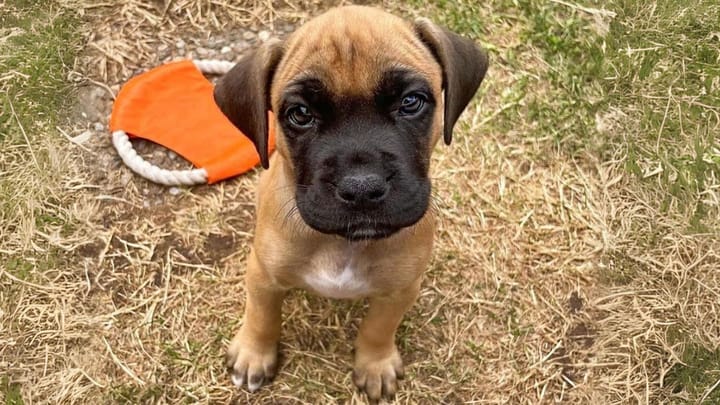Photo : chien adulte de race Bullboxer