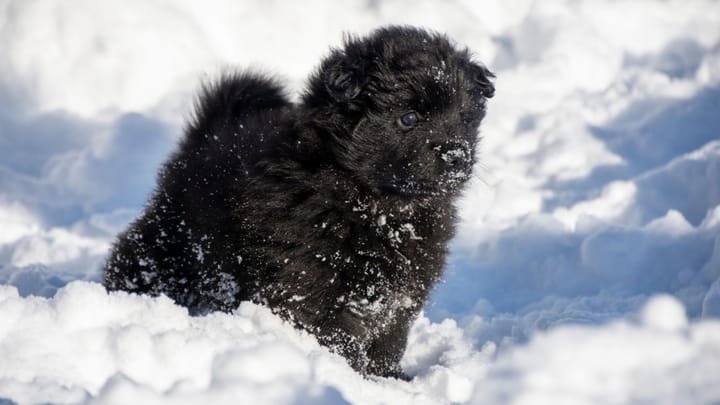 Zdjęcie: dorosły pies rasa Szwedzki lapphund