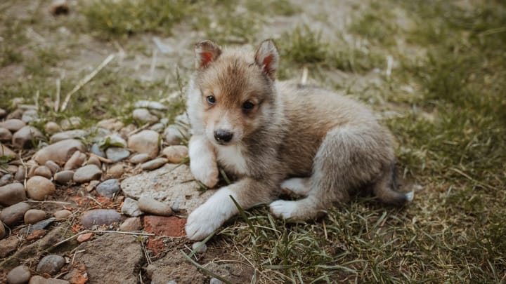 Photo : chien adulte de race Laika de Sibérie occidentale