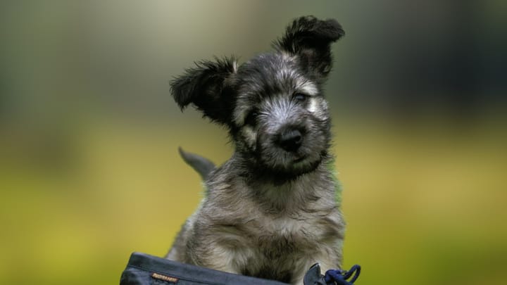 Foto: erwachsener Hund der Rasse Skye Terrier