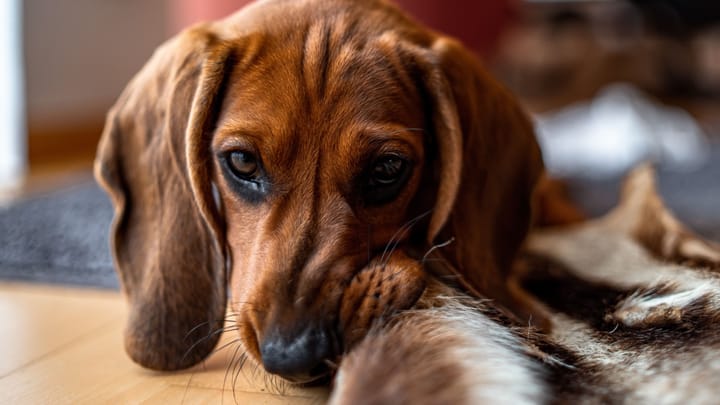 Photo : chien adulte de race Brachet tyrolien