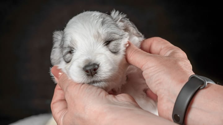 Photo : chien adulte de race Berger de Russie méridionale