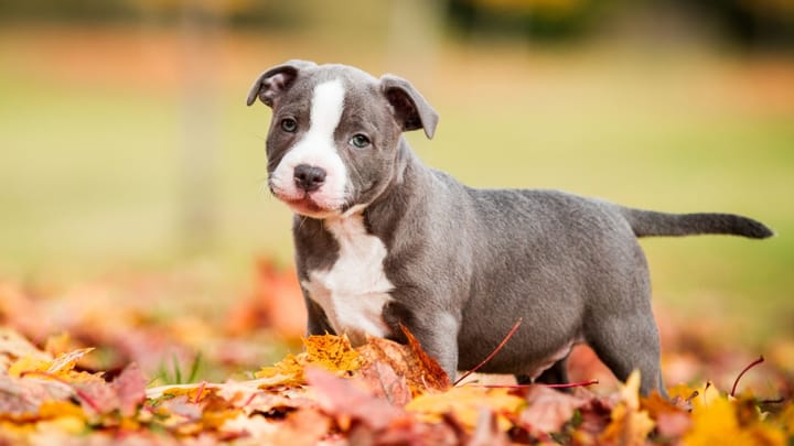 Foto: cane adulto di razza American Staffordshire Terrier