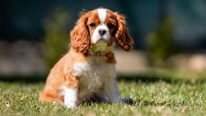 Foto: erwachsener Hund der Rasse Cavalier King Charles Spaniel