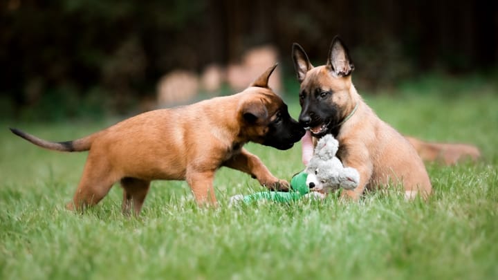 Foto: cane adulto di razza Pastore belga
