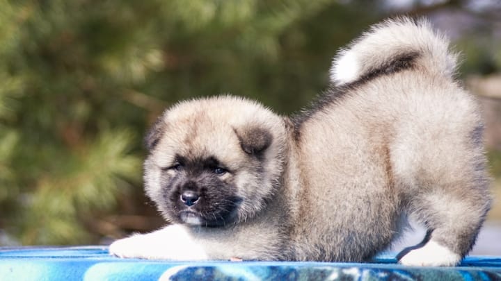 Foto: erwachsener Hund der Rasse American Akita