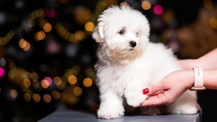 Photo : chien adulte de race Bichon à poil frisé