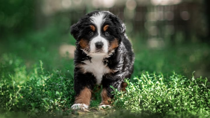 Photo : chien adulte de race Bouvier bernois