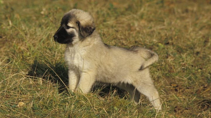 Foto: erwachsener Hund der Rasse Kangal