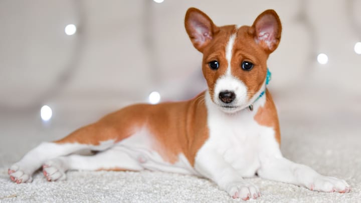 Photo : chien adulte de race Basenji